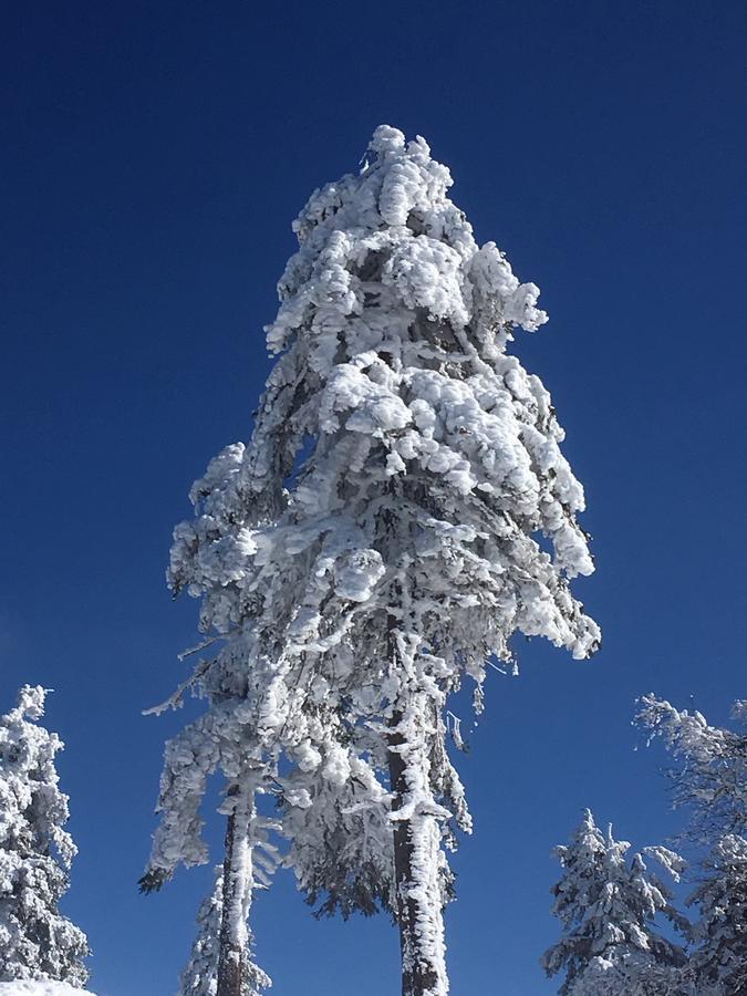 Concordia Harzapart Braunlage Exterior photo